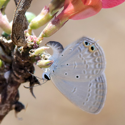 Spotted Pea-blue (Euchrysops cnejus)